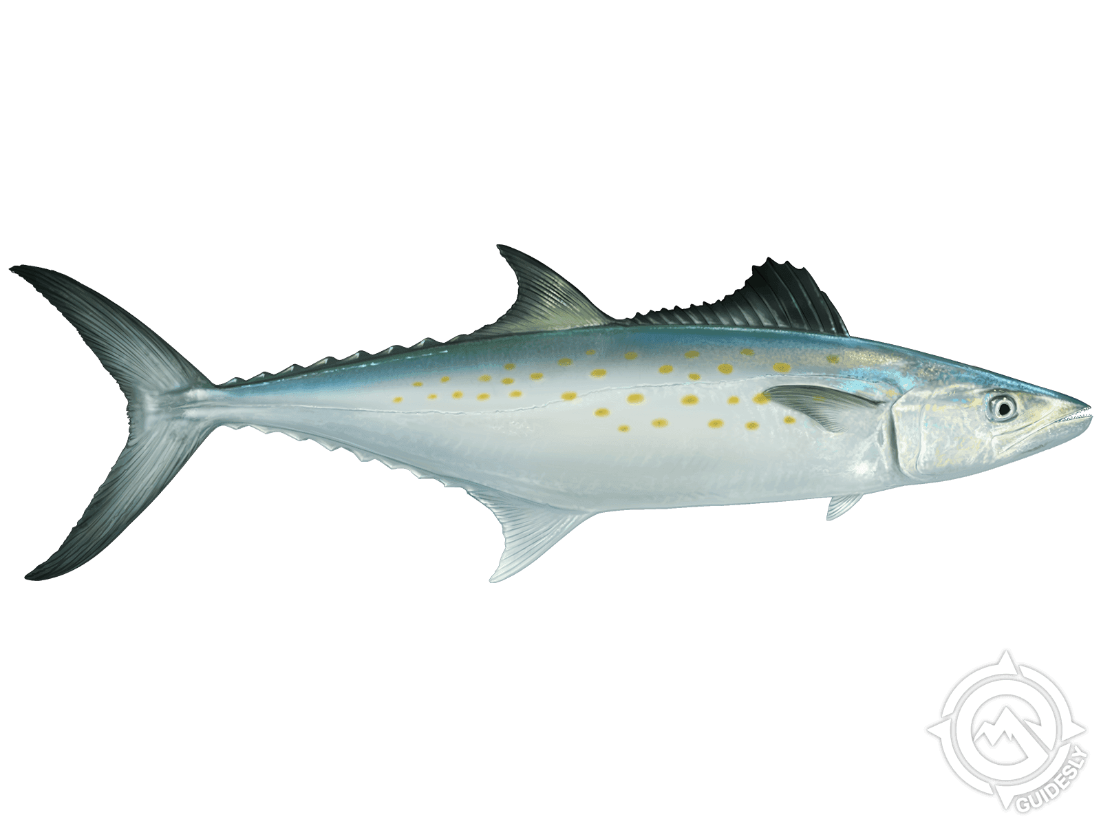 Spanish Mackerel