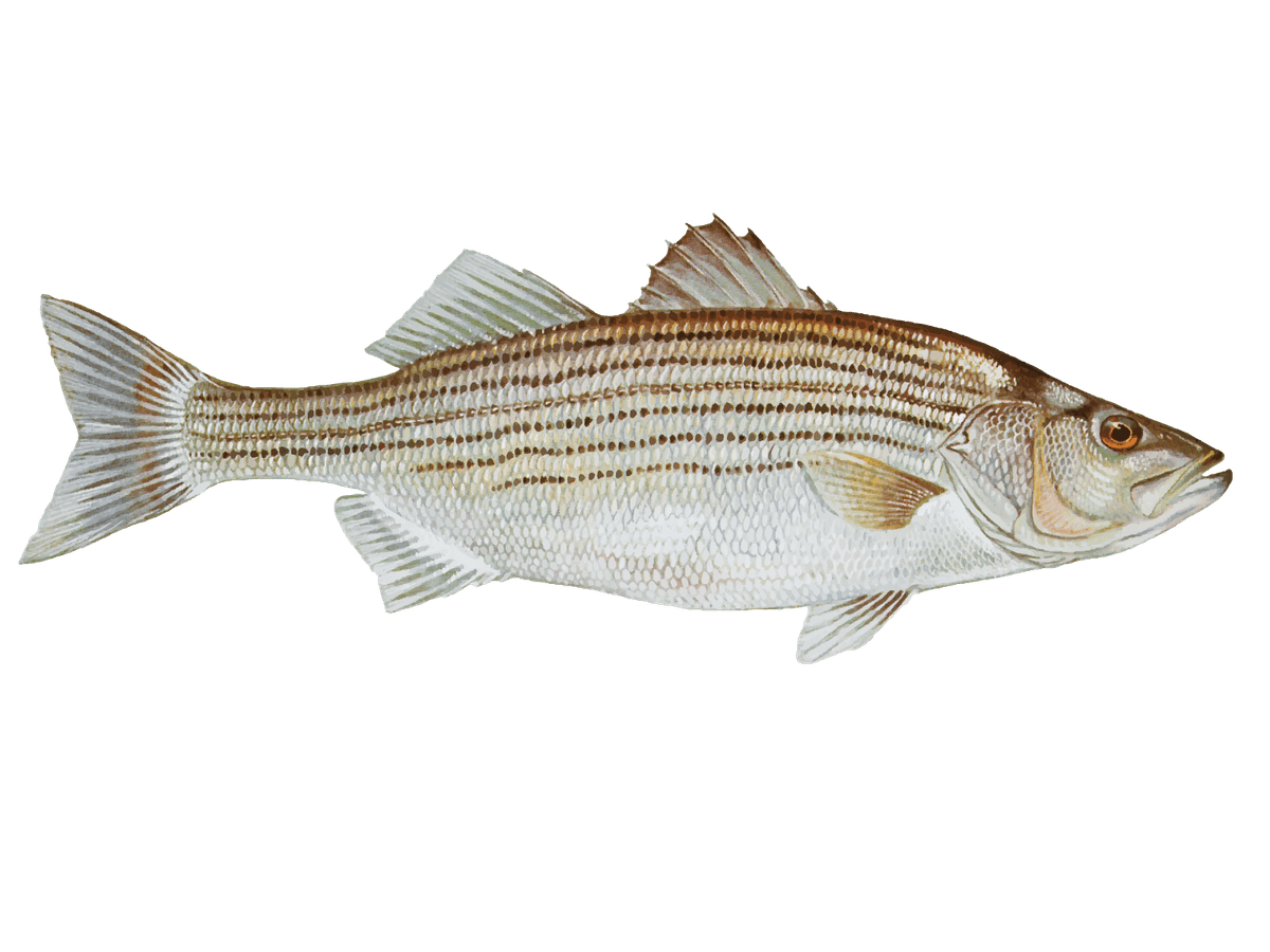 Striped Bass